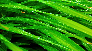 photography of water dew on green leaves